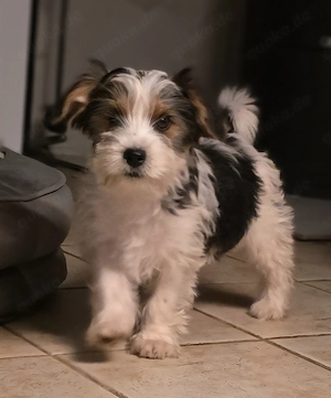 Yorkshire Terrier Welpen 