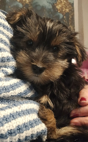 Yorkshire Terrier Welpen  Bild 3