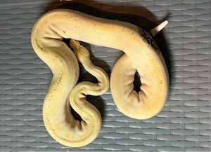 Verkaufe Königs Pythons Python regius Zuchttiere adult