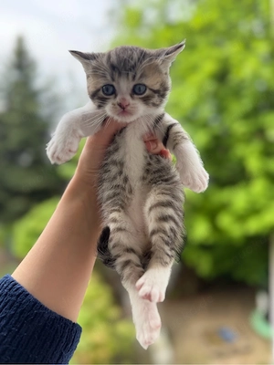 Britisch Kurzhaar Kitten (BKH) in liebevolle Hände abzugeben Bild 5