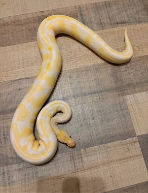 Verkaufe Königs Pythons Python regius Zuchttiere adult