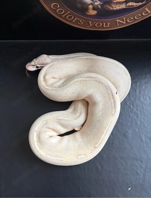 Verkaufe Königs Pythons Python regius Zuchttiere adult
