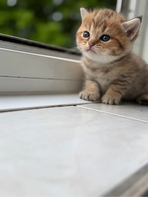 Britisch Kurzhaar Kitten (BKH) in liebevolle Hände abzugeben