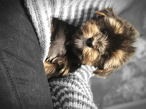 Yorkshire Terrier Welpen  Bild 5