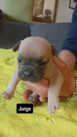 Hundewelpen zu verkaufen 