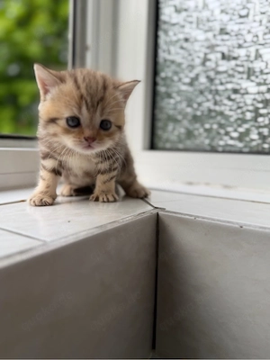 Britisch Kurzhaar Kitten (BKH) in liebevolle Hände abzugeben Bild 4