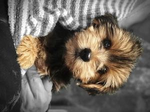 Yorkshire Terrier Welpen  Bild 7