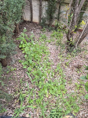 Suche Arbeit als Gartenbauhelfer oder Grillmaster für Partys oder Umzugshilfe Bild 2