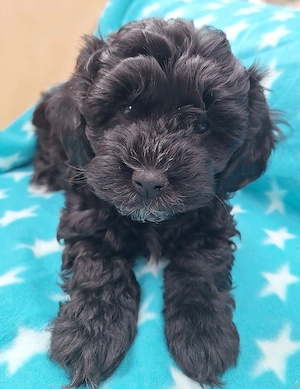 1 Havapoowelpe (Weibchen) ähnlich Maltipoo, Cockapoo sucht liebevolle Hände