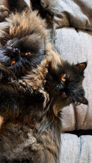Perserkatzen