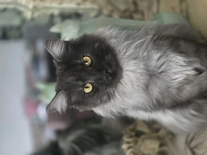 Wunderschöner Maine Coon Kater 