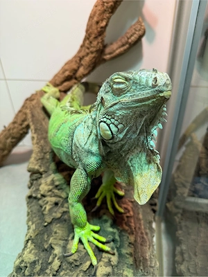 Leguan-Dame mit Zubehör zu verkaufen