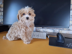 Zuckersüße F1-Maltipoo-Welpin zu verkaufen | Süße Hündin sucht ihr neues Zuhause!