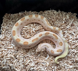 Hakennasennatter (Heterodon nasicus) 2023