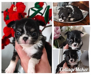 2 kleine Typvolle Chihuahua Langhaar Hündinnen mit Ahnentafel  Bild 4