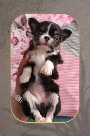 2 Kleine Chihuahua Hündinnen in Langhaar 