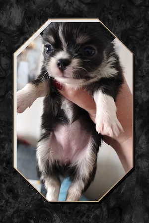 2 kleine Typvolle Chihuahua Langhaar Hündinnen mit Ahnentafel  Bild 10