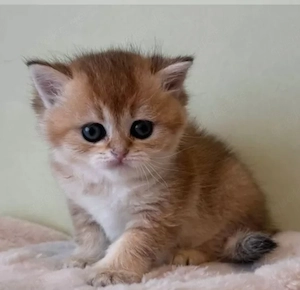 BKK Kitten 