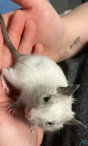 Degus (Männchen Weibchen)