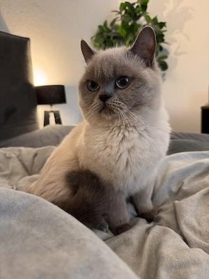 Britisch Kurzhaar Colourpoint Kater abzugeben 