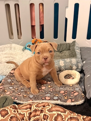 American Bully abkc