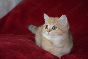 Süße BKH Golden Shaded Babykatzen - entwurmt und geimpft 