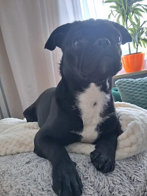 Welpe hund abzugeben