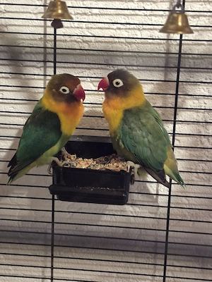 Vögel Pärchen mit Käfig