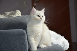 Süße BKH Silver Shaded Babykatze 