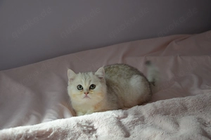 Süße BKH Silver Shaded Babykatze 