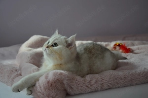 Süße BKH Silver Shaded Babykatze 