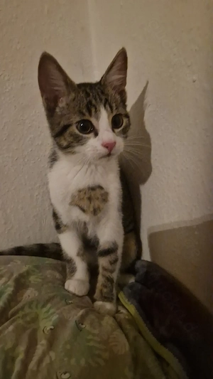 Süßer kleiner Kater sucht ein Zuhause 