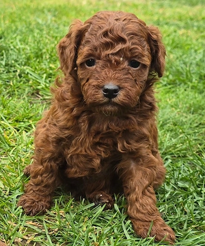 Mini Goldendoodle Welpen 