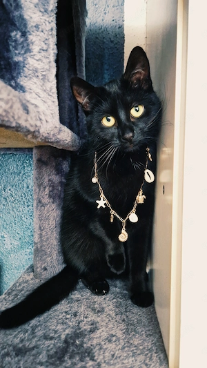 Deckkater gesucht