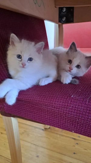 Heilige Birma Kitten 2 Weibchen Katzen