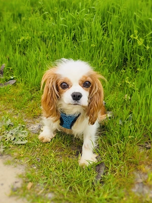 Lady ein Cavalier King Charles Mädchen 