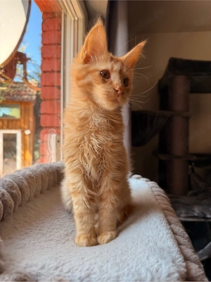 Maine Coon Kitten Kater 4,5 Monate Bild 3