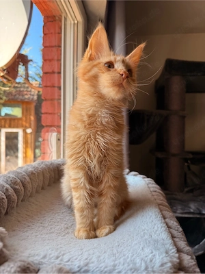 Maine Coon Kitten Kater 4,5 Monate Bild 2