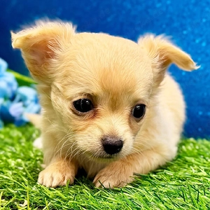 entzückende Chihuahua-Welpen, Rüden und Hündinnen, suchen ein liebevolles Zuhause.