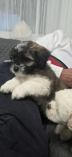 Shih-Tzu Malteser