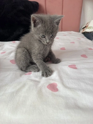 Kitten Britisch Kurzhaar Mischlinge