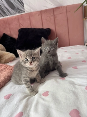  Kitten Britisch Kurzhaar Mischlinge