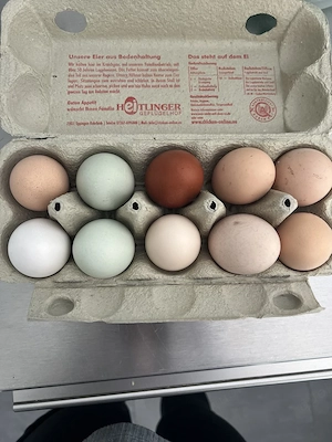 Bruteier Hühner Orpington Sundheimer Silverruds Marans