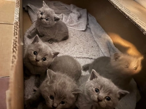 Bkh Babykatzen 
