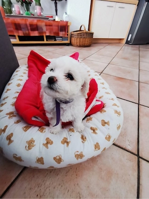 Bichon frise