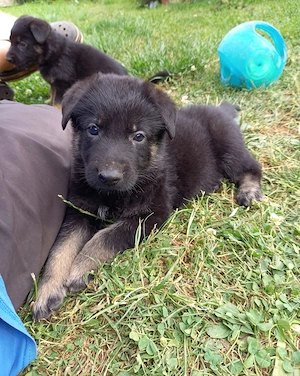 Deutsche Schäferhundwelpen aus VDH Zucht 