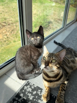 Süße Bengal-BKH Mix Kätzchen suchen liebevolles Zuhause 