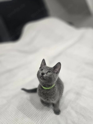  Russisch Blau Kitten   Aus liebevoller Familienaufzucht 