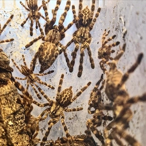 Biete Poecilotheria regalis NZ 2023