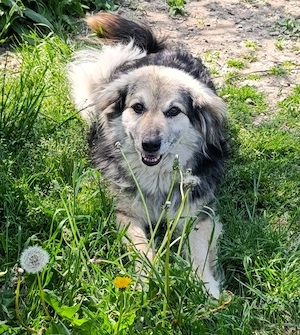 Rita - ein ganz besonderes Mädchen sucht ihr Plätzchen für immer